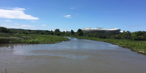 Freshwater Tidal Wetland