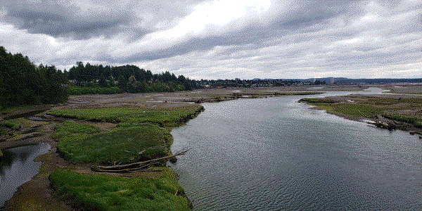 Nanaimo Estuary Carex Bed Restoration