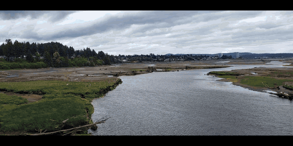 Nanaimo Estuary Carex Bed Restoration